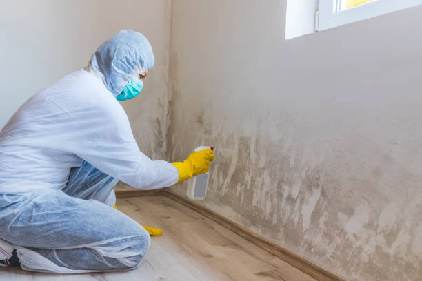 Licensed Crawl Space Mold Removal service in Burlington, MA - WQB Mold Removal