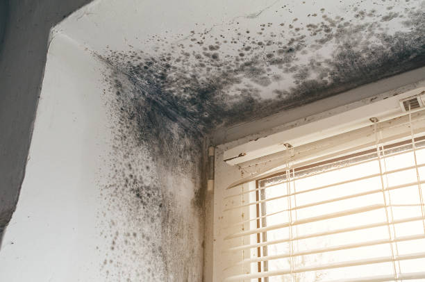 Affordable Crawl Space Mold Removal solutions in Burlington, MA