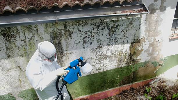 Top rated local Crawl Space Mold Removal specialists in Burlington, MA